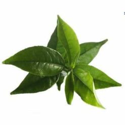 Maté vert Bio Parenthese Café
