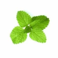 Tisane menthe poivrée Bio