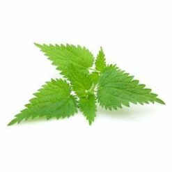 Tisane ortie piquante Bio