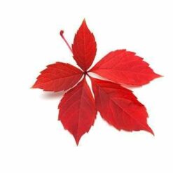 Vigne rouge Bio Parenthese Café