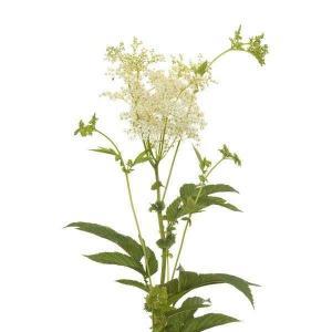 reine-des-pres-sommite-fleurie-bio reine-des-pres-sommite-fleurie-bio