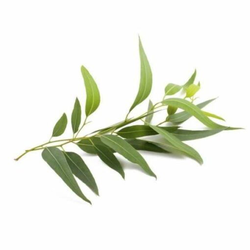 Feuilles Eucalyptus Bio Parenthese Café