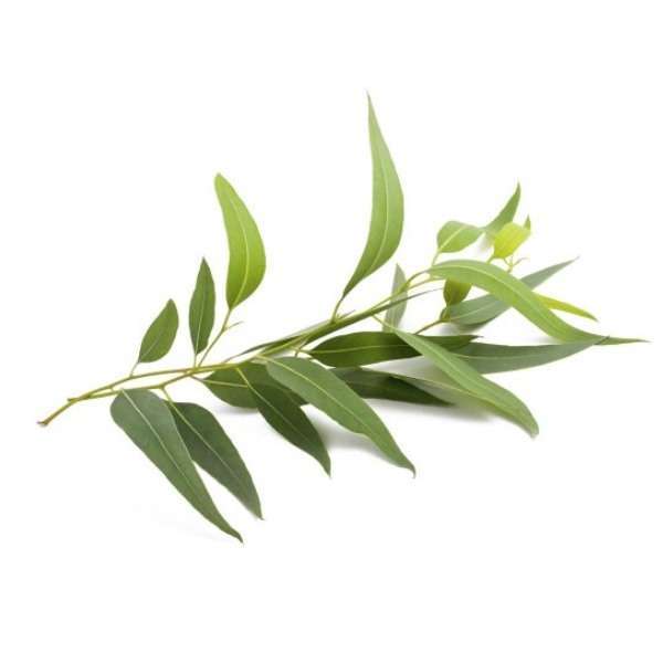 Tisane d'eucalyptus Bio - Vente a domicile Parenthese Café