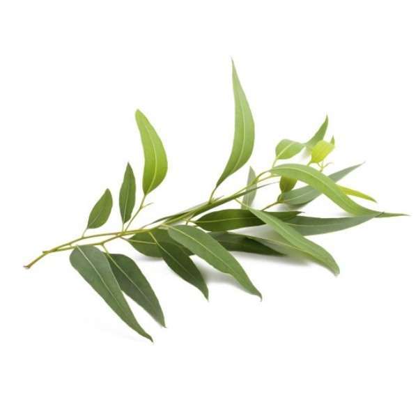 Feuilles d'eucalyptus, Herbes