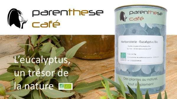 L'eucalyptus Bio, un trésor de la nature ! 1 Herboristerie - Tisane Eucalyptus Bio Parenthese Café