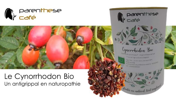 Tisane de Cynorrhodon Bio - Antigrippal - Parenthese Café