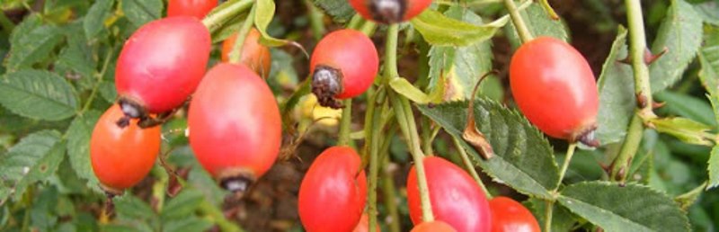 Le Cynorrhodon Bio – Un antigrippal 2 Tisane de Cynorrhodon Bio Parenthese Café