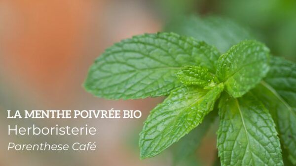 La menthe poivrée Bio - Herboristerie Parenthese Café