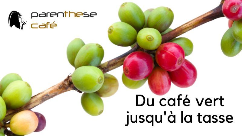 Caféier - Le parcours du grain de café - Du café vert à la tasse - Parenthese Café