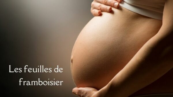 Les feuilles de framboisier - Grossesse - Femme enceinte - Mamans Bio