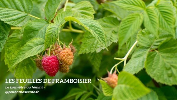 Feuilles de Framboisier Bio 3 Les feuilles de framboisier - Phytothérapie Parenthese Café