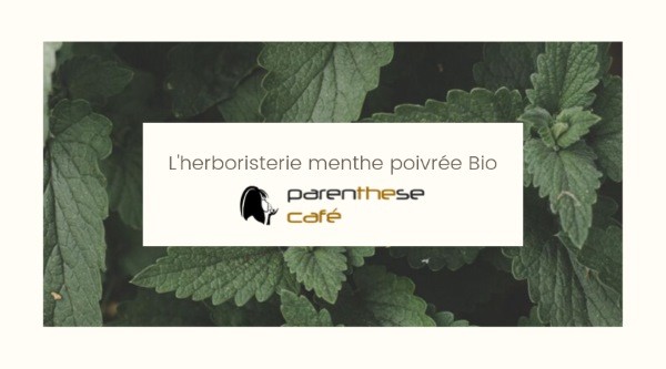 Menthe poivrée - Plante médicinale Bio de Parenthese Café