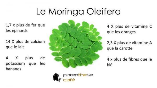 Poudre de Moringa Oleifera Bio 2 Le moringa Oleifera Parenthese Café - Moringa Bio