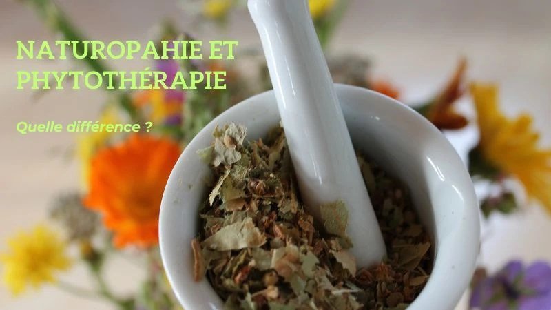 Quelle différence entre naturopathie et phytothérapie ? 80 Naturopathie et Phytothérapie, quelle différence ?