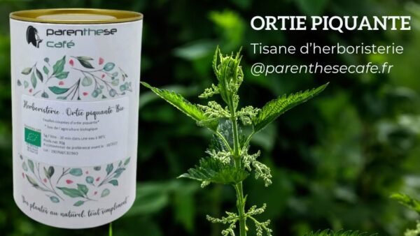 Ortie piquante - Herboristerie Parenthese Café
