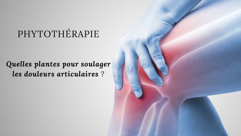 Quelles plantes pour soulager les douleurs articulaires ? 1 Phytothérapie - Quelles plantes pour les douleurs articulaires ou musculaires ?