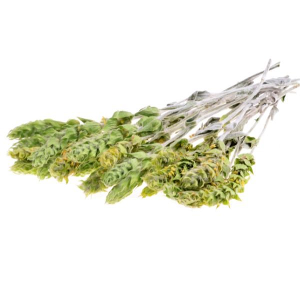 Thé Grec Vitaminé 7 Thé Grec Sideritis