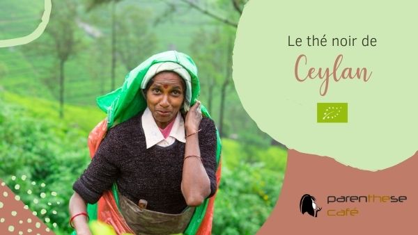 L'excellence du thé noir Ceylan Bio L'excellence du thé noir de Ceylan Bio - Parenthese Café